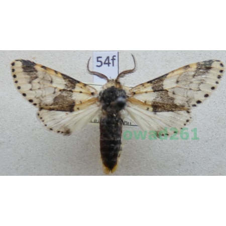 Furcula bicuspis (Borkhausen, 1790) male Widłogonka dwurożka Poland54f